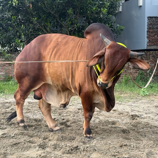 Biggest Cow and Bulls in Bangladesh Biggest Cow and Bulls in Bangladesh