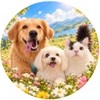 Golden Retriever Digger