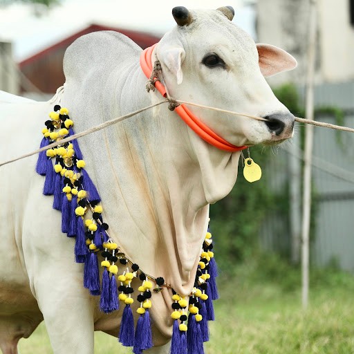 Exclusive Bulls Of Bangladesh Exclusive Bulls Of Bangladesh