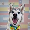 Sapphie the Pomsky en Español