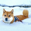 Shiba in the Rockies / カナダ暮らしの柴犬