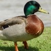 Ducky Bhai Ducky Bhai