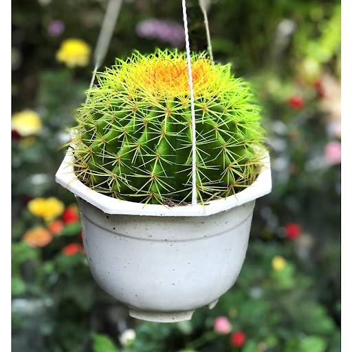 VTC-Cement Projects VTC-Cement Projects