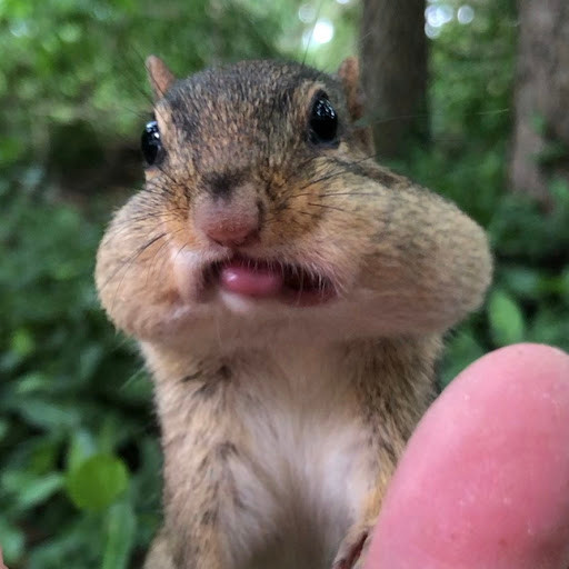 Chipmunks of TikTok