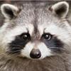 Raccoon Saloon