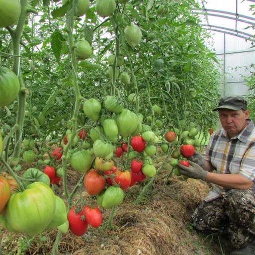 Огород - сад Медведевых Огород - сад Медведевых