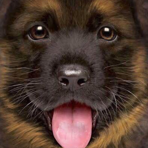 كلاب للبيع PLAYBOARD