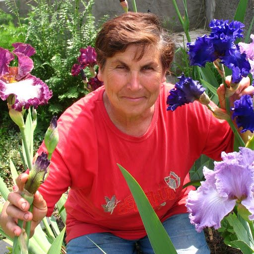 Ирисовый сад Ирисовый сад