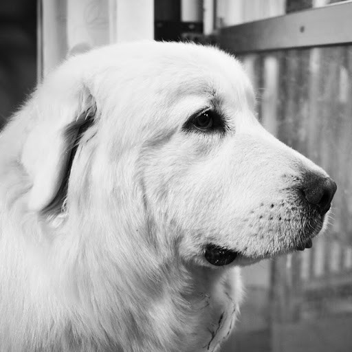 超大型犬 Playboard