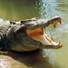 Life Of Crocodile
