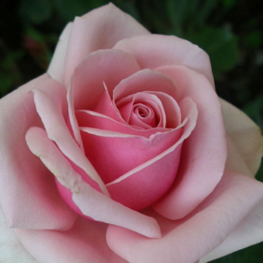 Cement DIY Ideas Cement DIY Ideas