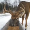 Brownville's Food Pantry For Deer