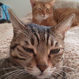 Abyssinian Playboard