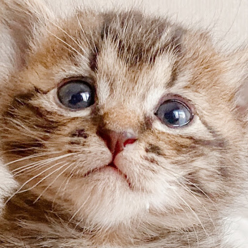 ハチワレ Playboard