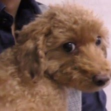 俺の世界史ch Youtube Channel Analytics Report Playboard