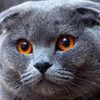 웃긴 고양이