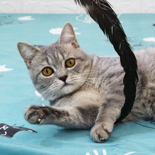 ネコ日和 - PLAYBOARD