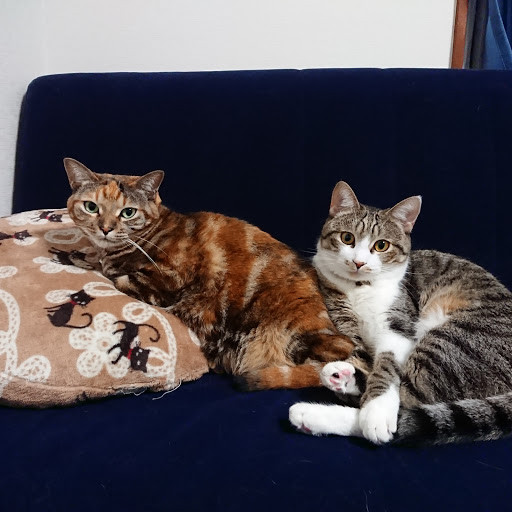 ひましん猫チャンネル Youtube Channel Analytics Report Playboard