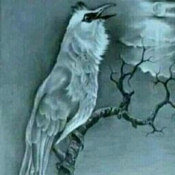 7800 Gambar Burung Trucukan Kartun HD