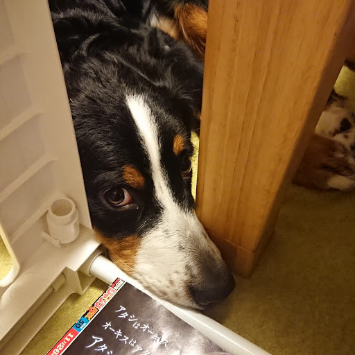 超大型犬 Playboard