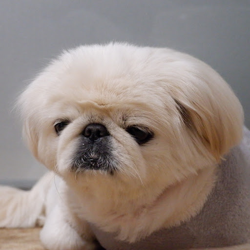Pekingese Playboard