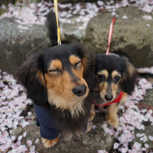 そらみん Playboard