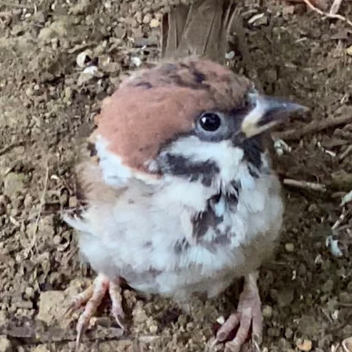 吉見一起 Playboard