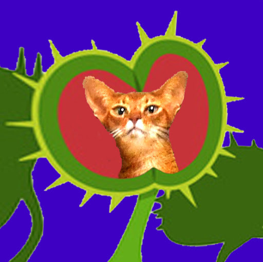 Mr President Mr President