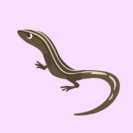 カナヘビ Playboard