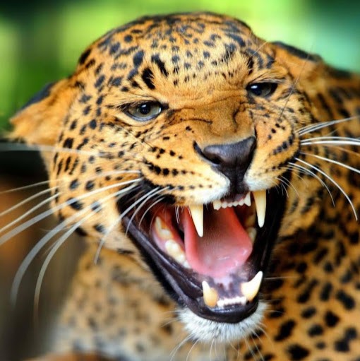 the-jaguar the-jaguar
