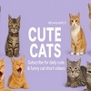 CUTE CATS
