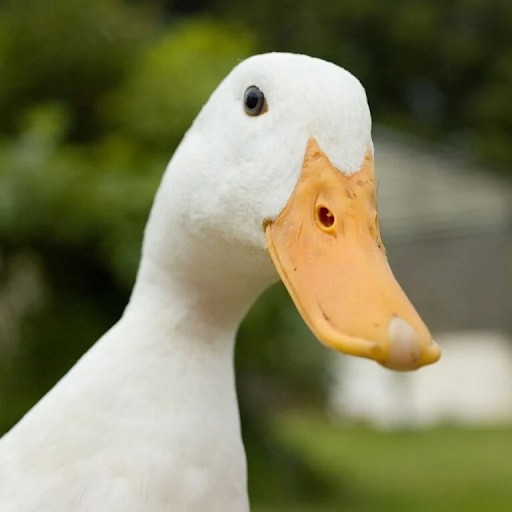 Samik