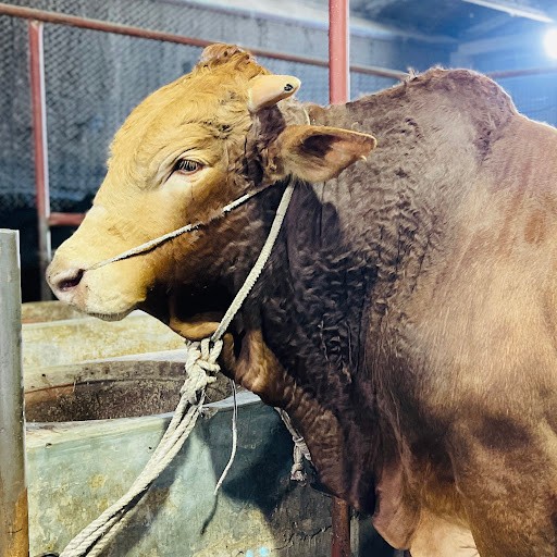 Khan’s Cattle Vlogs Khan’s Cattle Vlogs