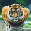 AbhyuSharmaVideos