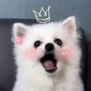 Nico_thepomeranian