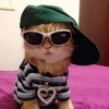 AllCatsGoToHeaven