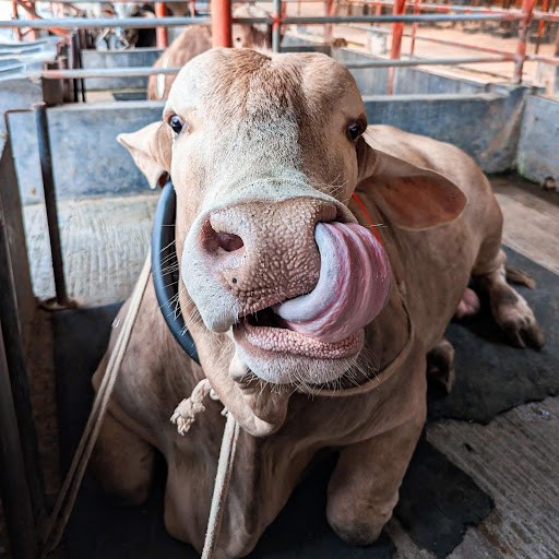 Cattle World Cattle World