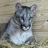 PUMA BRAIGE 