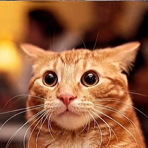 Ai Cat Bombastic Ai Cat Bombastic