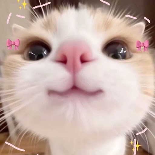 Cat Memes Hub Cat Memes Hub