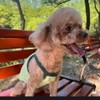 Teddy Zhang Dog