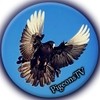 Pigeons Tv