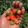 My farm in Kenya 