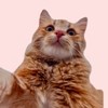 Funny And Cute Cat's Life