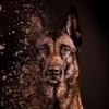 Belgian Malinois Lovers
