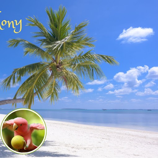 Nature's symphony Nature's symphony