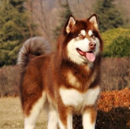 Alaska Dog Life