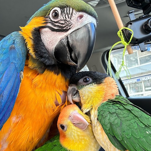ハルクインコンゴウインコ ズグロシロハラインコ ウロコインコ