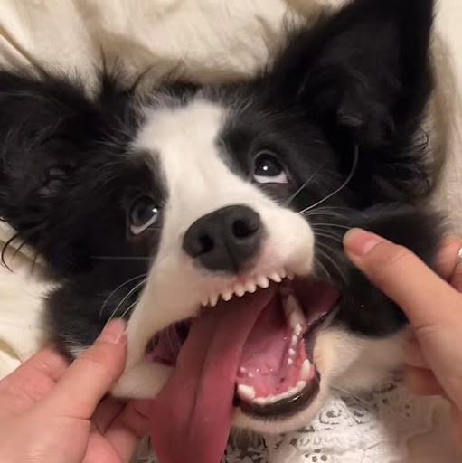Doggie Cutie 