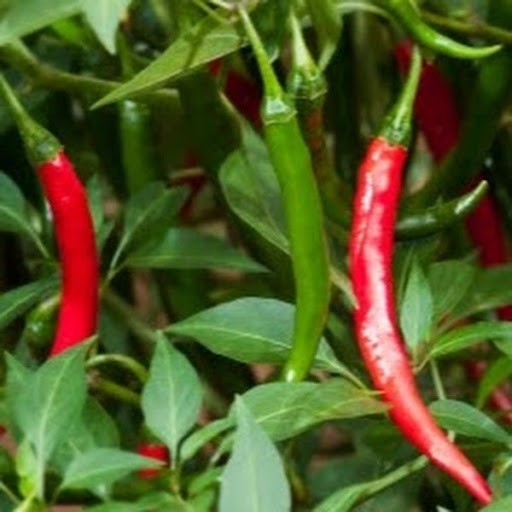 Kitchen Gardening